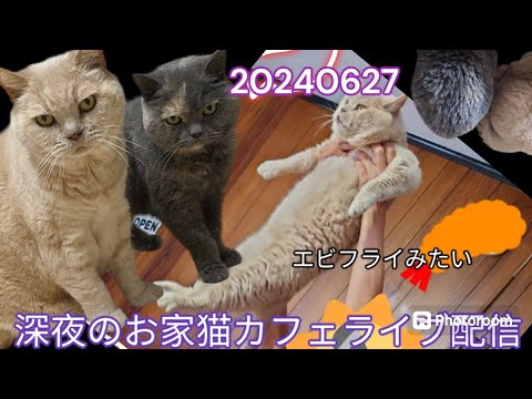 深夜のお家猫カフェライブ配信　９７