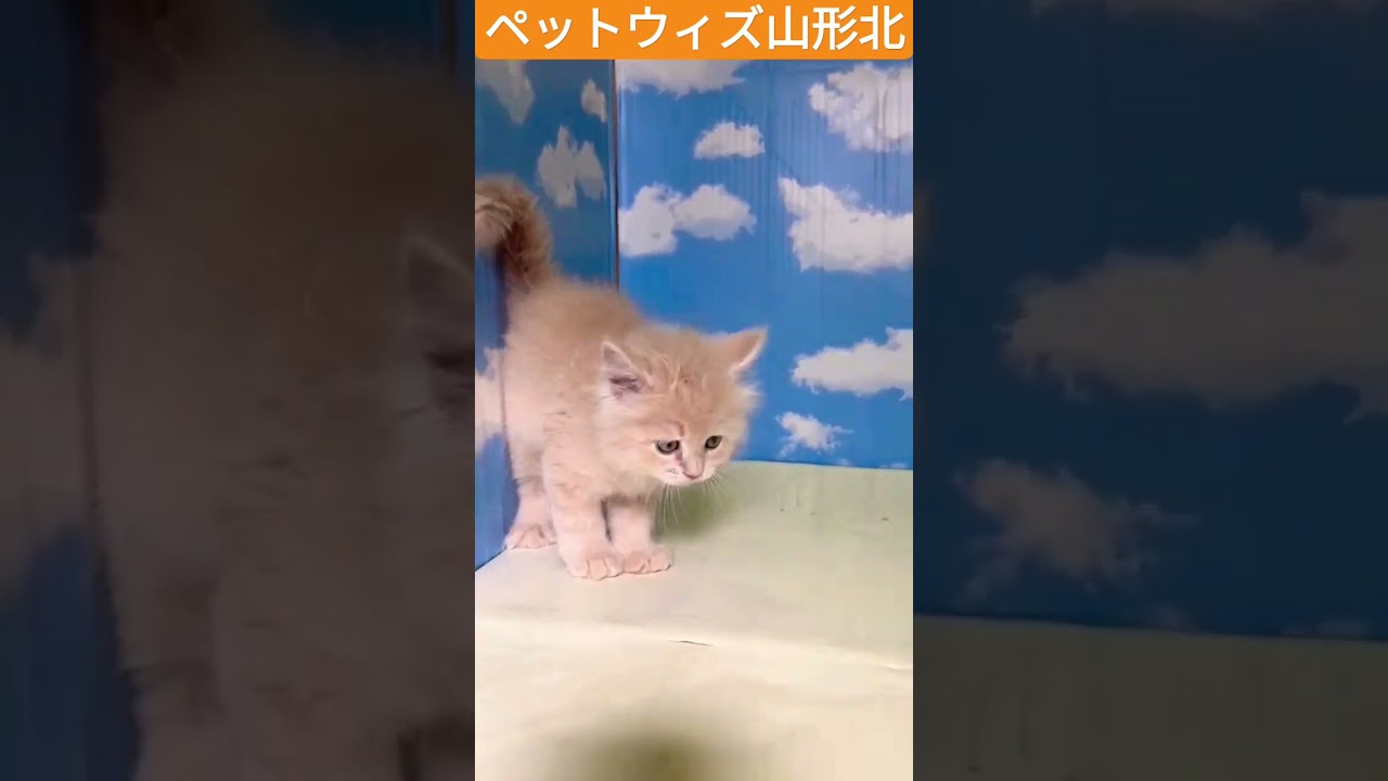 山形北ラガマフィン　#shorts #ラガマフィン　