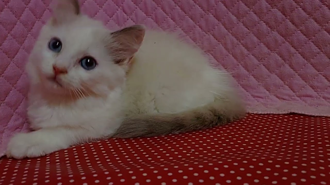 #ラグドール#ブルーポイントバイカラー #4/28 2024♀B