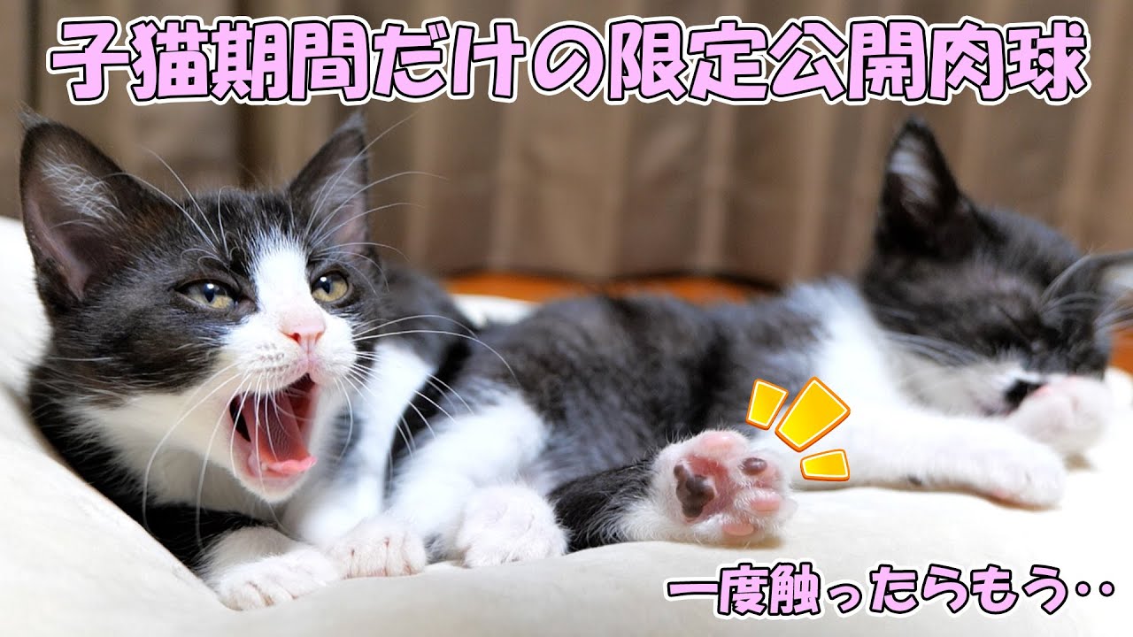 子猫の肉球は信じられないほど○○💗あずきの気持ちも分かる‥🐈🐈【仲良し子猫姉妹の成長記録】
