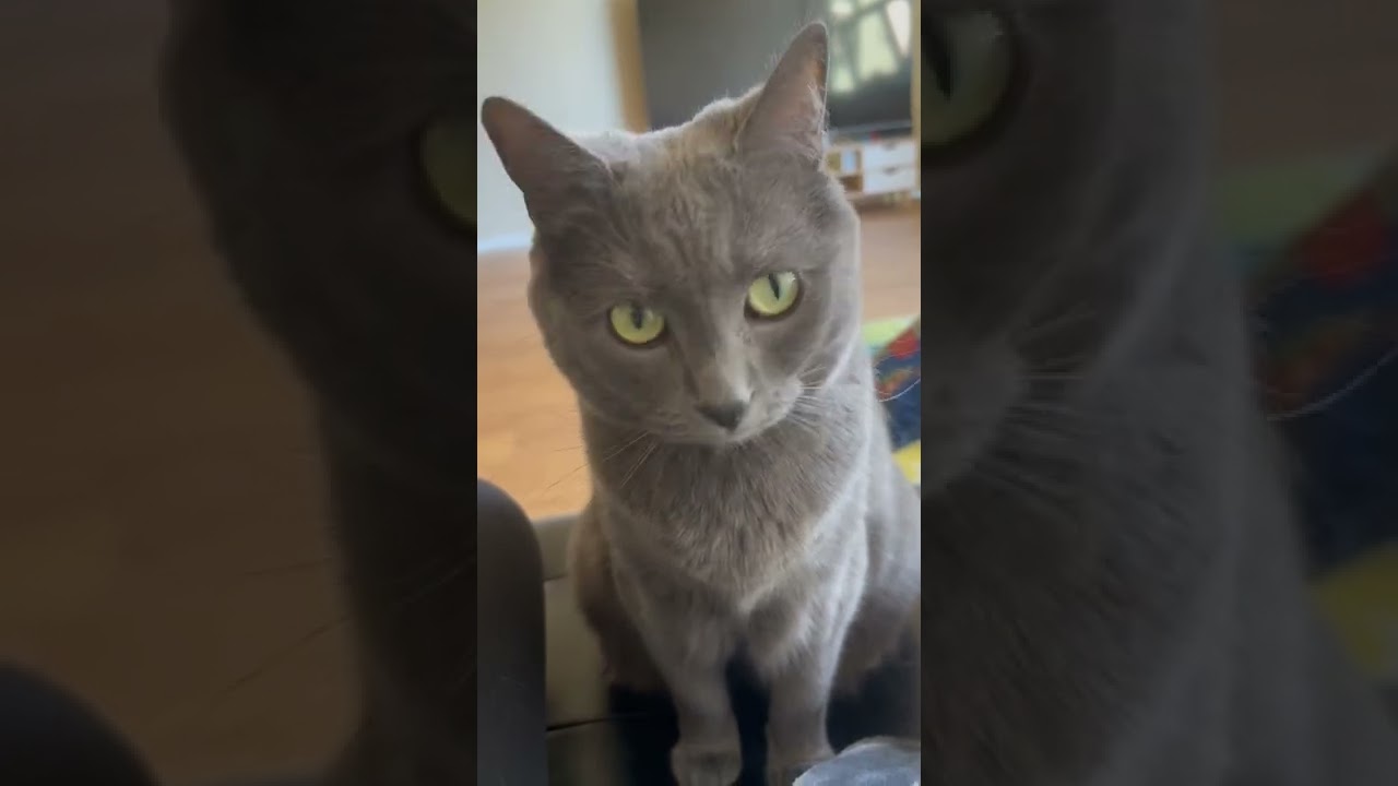 Hooman please give me a hug