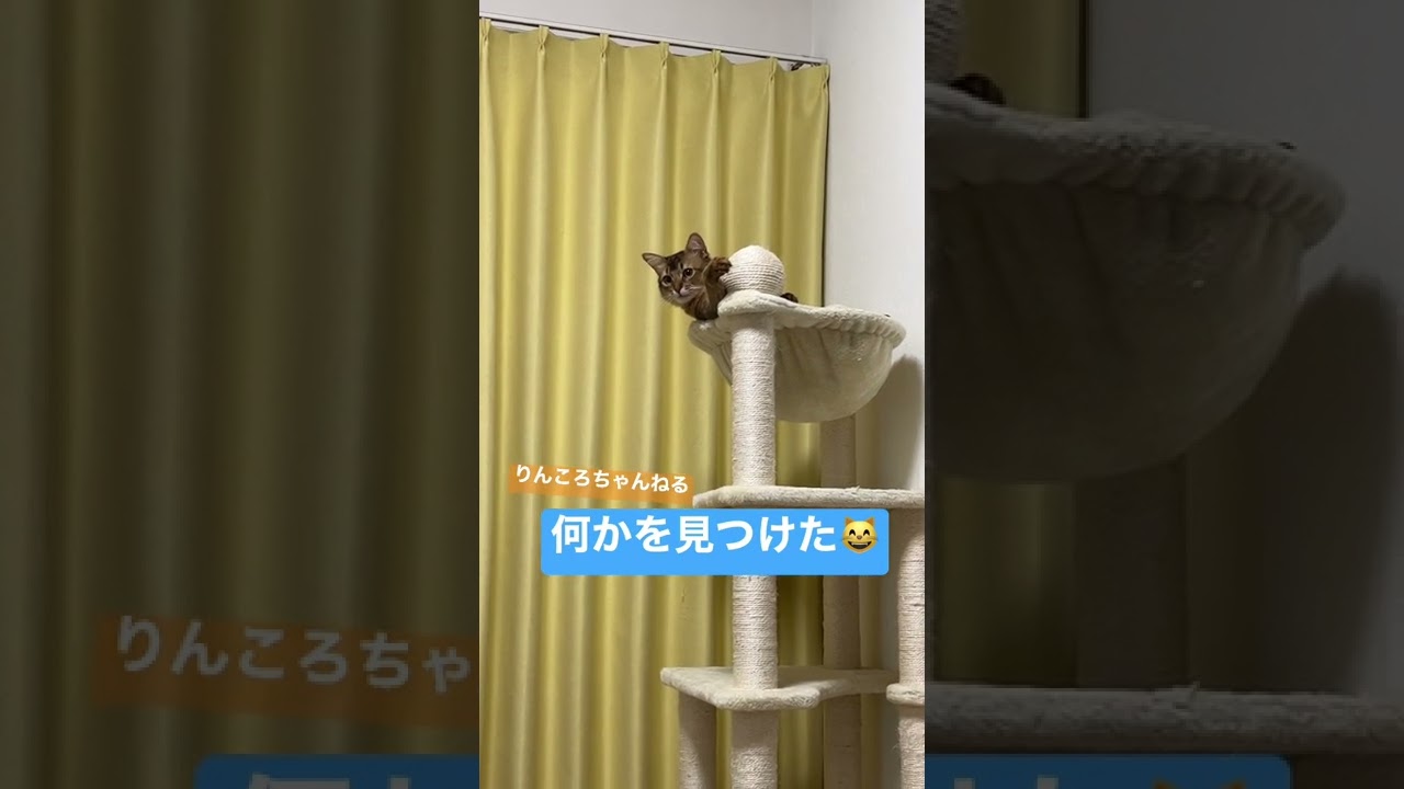 何かを見つけた😸【りんころちゃんねる】#shorts #ねこ #ソマリ #ねこのいる生活 #ねこのいる暮らし