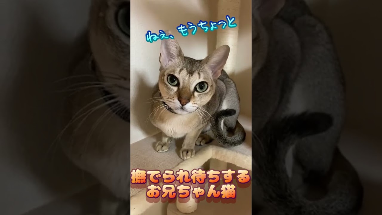 撫でられ待ちする猫が可愛いすぎる #shorts #cat #シンガプーラ #chat #cute #kucing #猫のいる暮らし #癒し