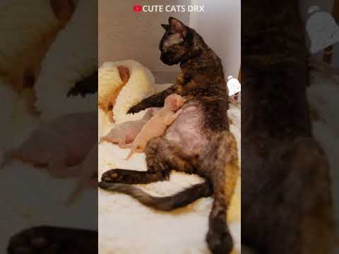 4 Day old kittens Devon rex. Relax cat drx! How look likes four day old cute cats #shortsvideo