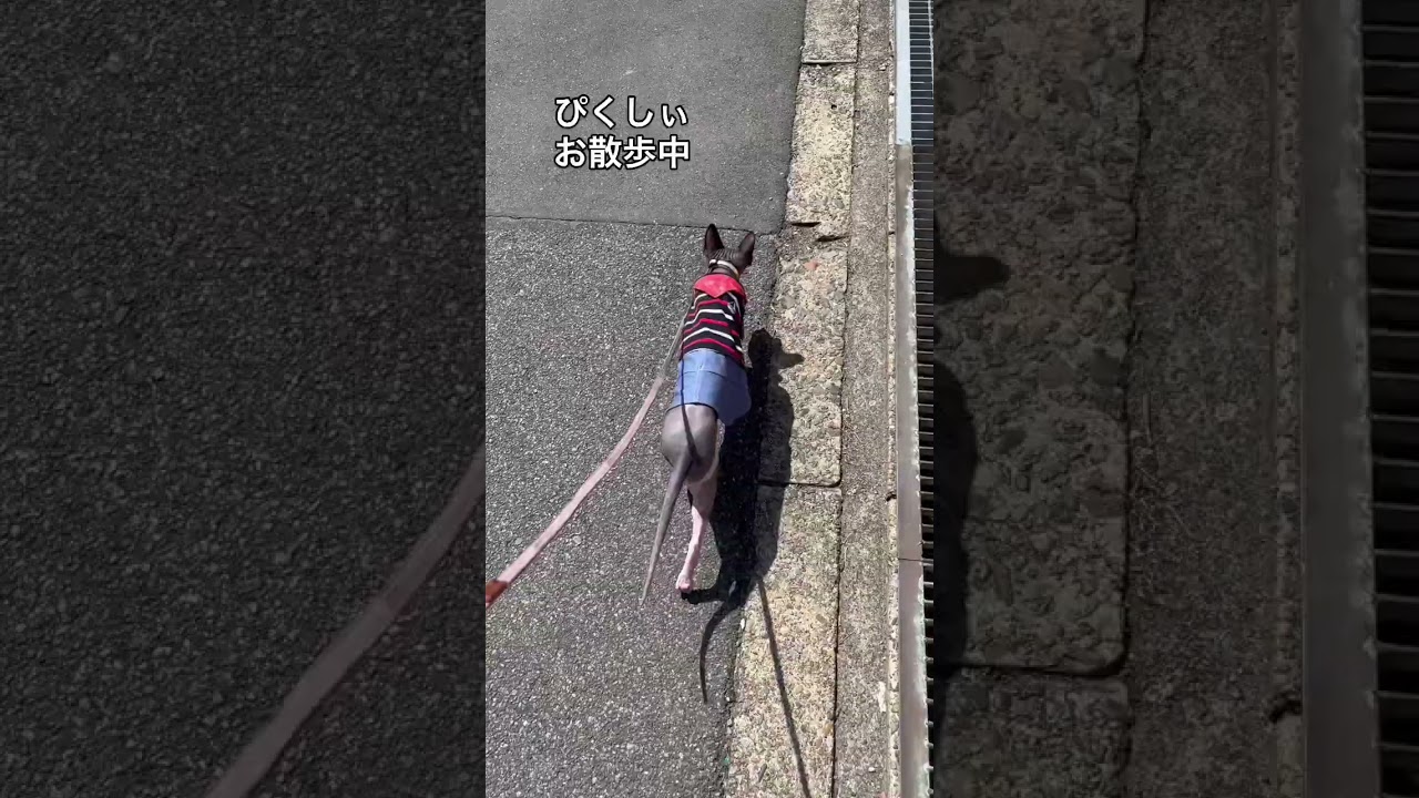 ピクシー散歩 #猫 #スフィンクス猫 #猫の散歩