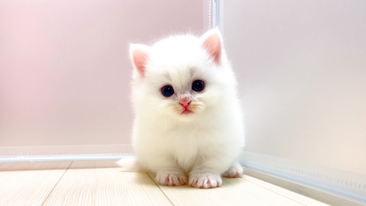 【マンチカンの子猫】子猫の鼻がジャブジャブに濡れてる？件 ～猫のいる生活Vol.979～出産動画 マンチカン短足・ミヌエット・ペルシャ猫専門ブリーダー『ペット蔵人』【子猫の成長記録】