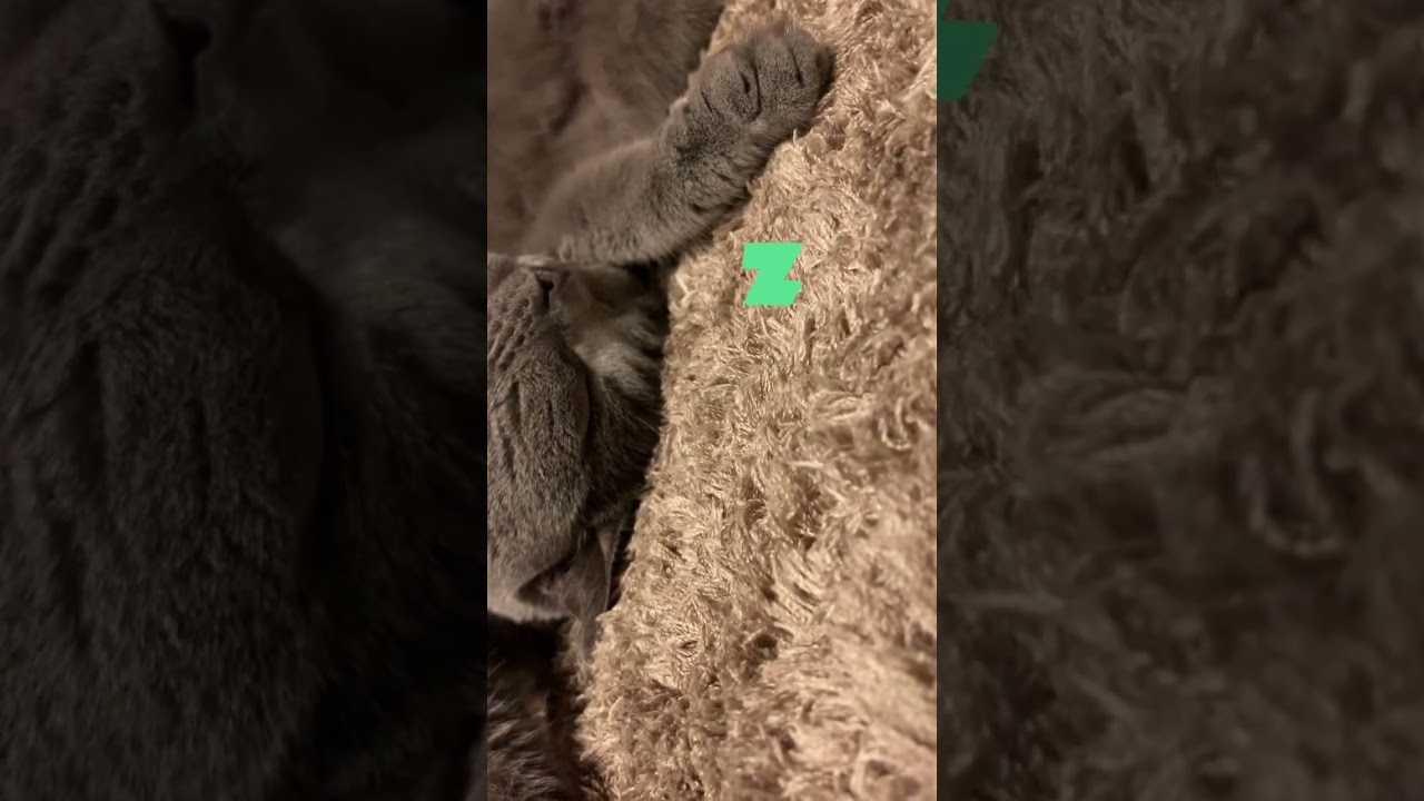 ものすごい格好で寝るネコ【シャルトリュー/Chartreux cat】#short