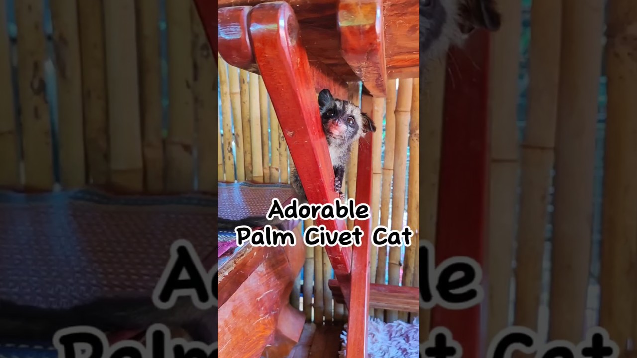 #civet #catlover #cute #manxcat #subscribe #shorts #viral #youtube #ytshorts #shortsfeed #mewing
