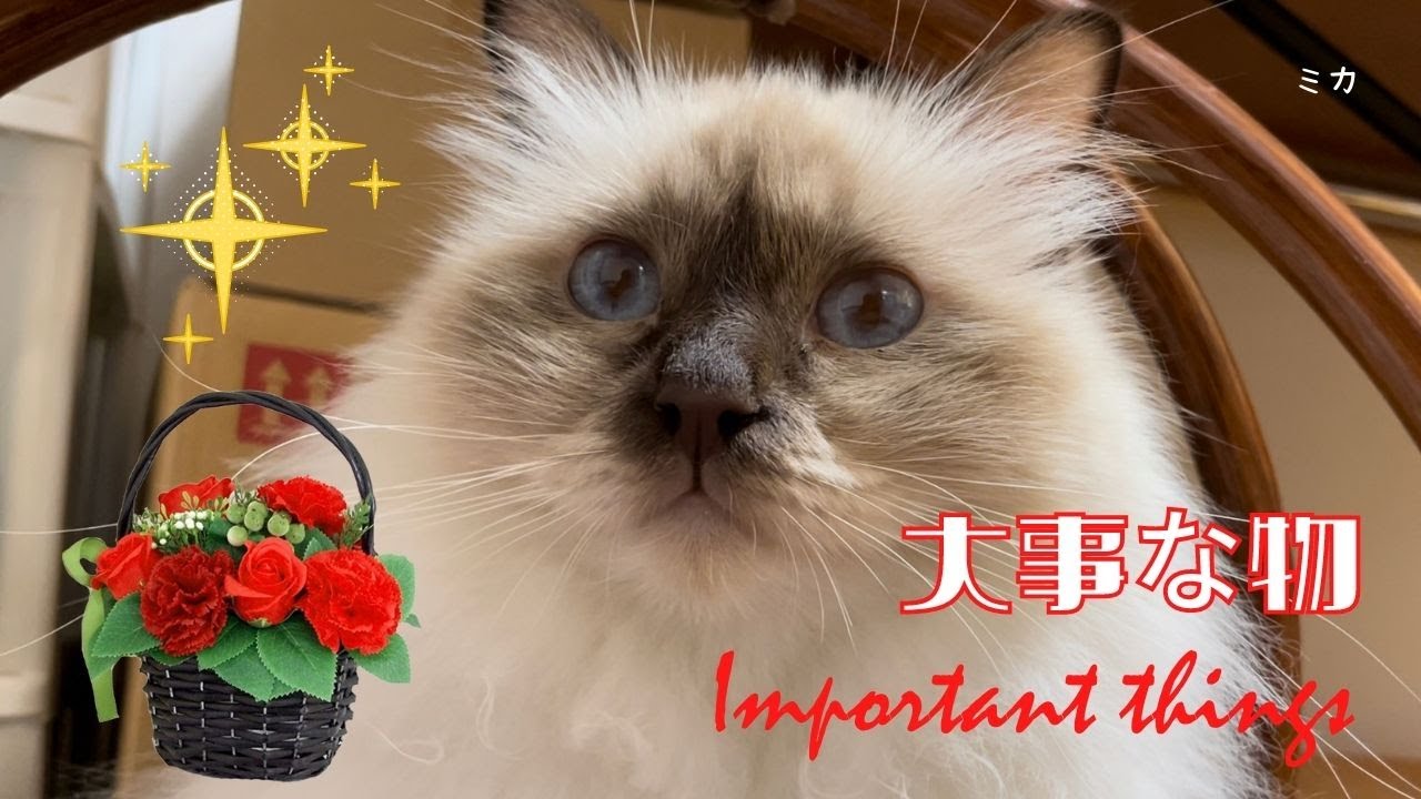 大事を大事が大事？【大事な物】Important things（バーマン猫）Birman/Cat