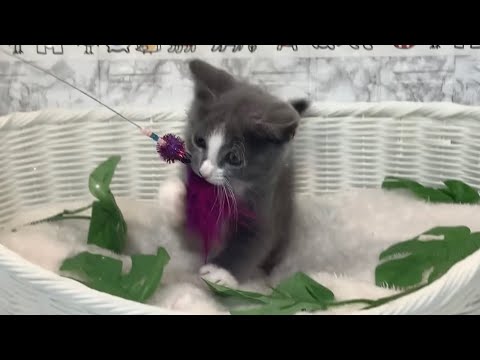 ハーフ（ラガマフィン×ロシアンブルー）♂2406D0196