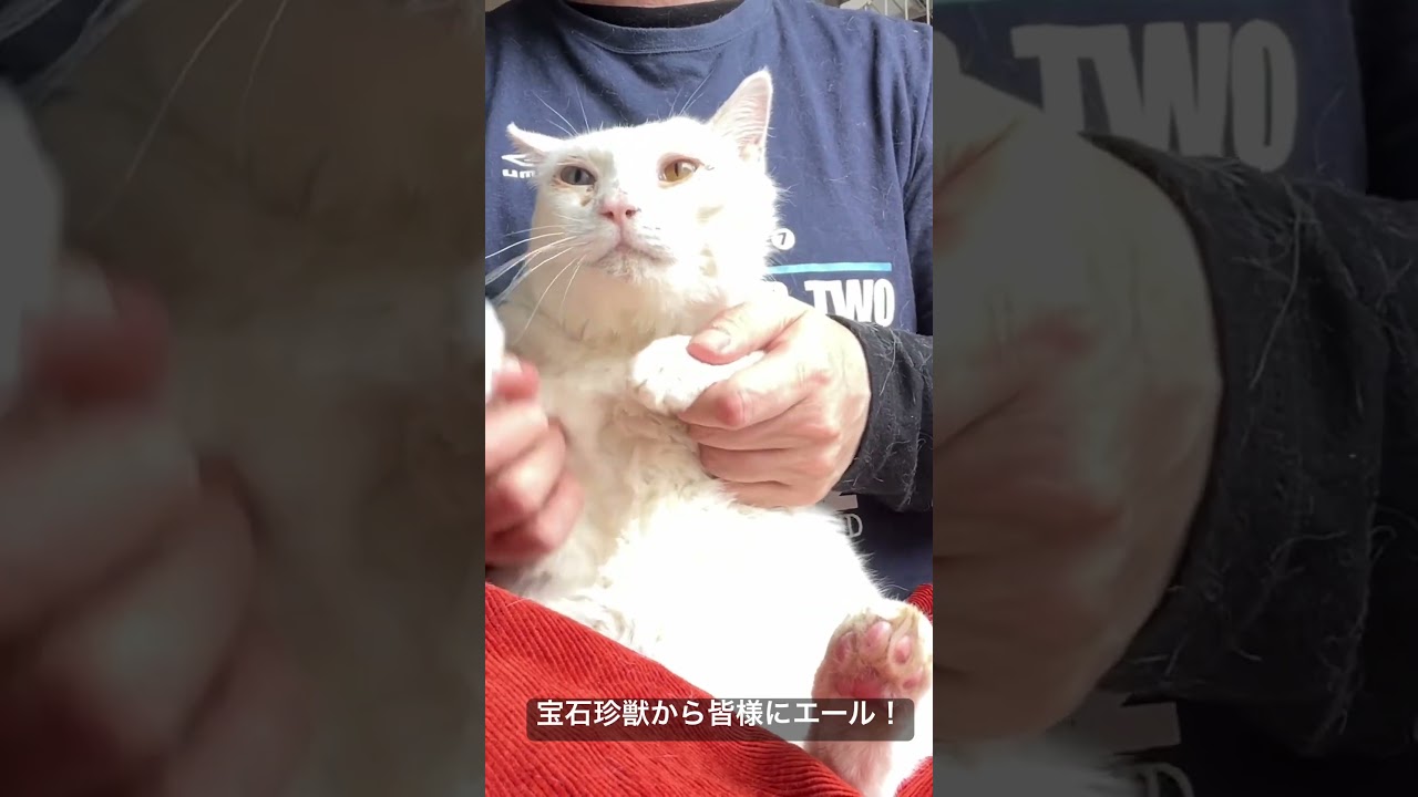 おひさま宝石珍獣から頑張る皆様にエールをお送りします  #cat #猫 #ねこ #animal #cute #shorts