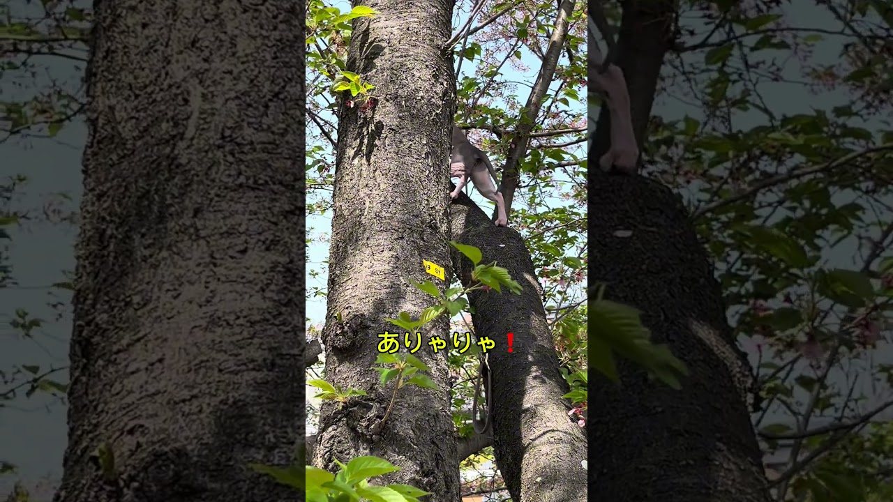 木登りチャレンジ！ #スフィンクス猫 #猫 #猫の散歩