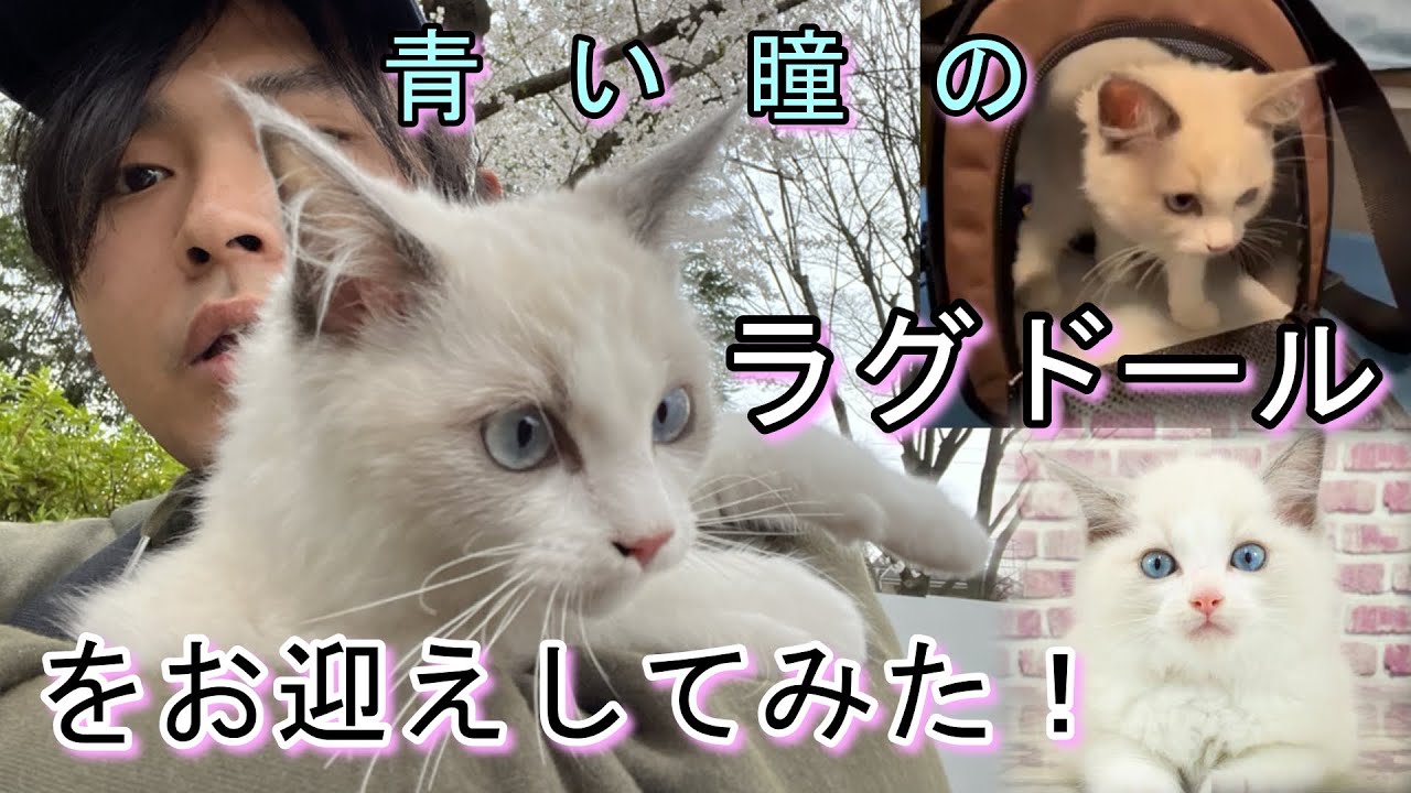 青い瞳のラグドールをお迎えしてみた！