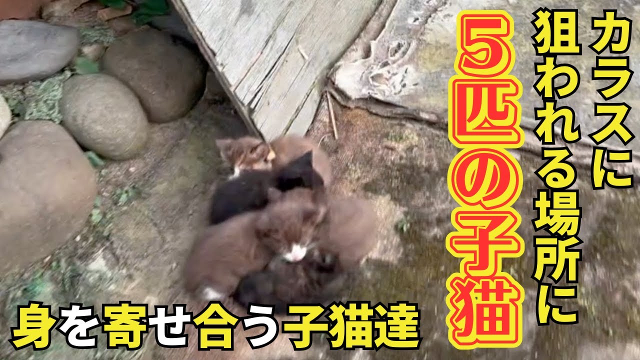【子猫保護】カラスに狙われる場所に5匹の子猫