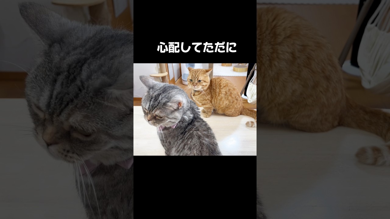 心配してたんだによ #猫 #マンチカン #shorts