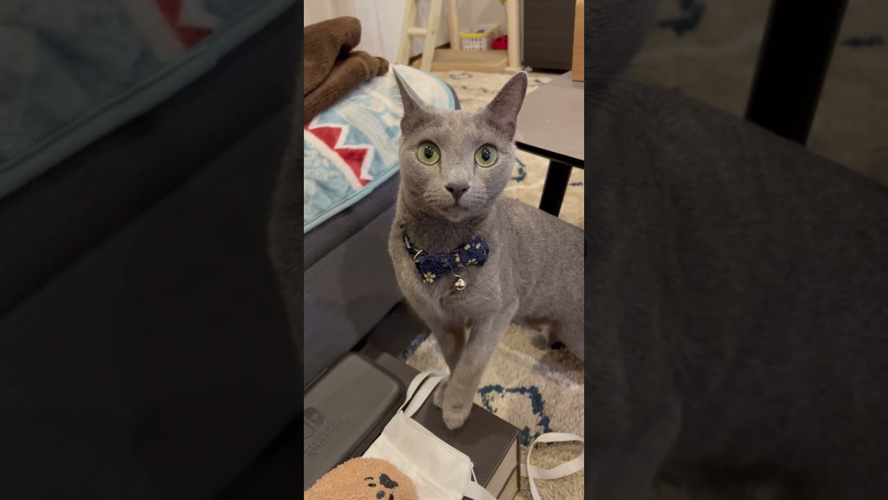 キモい鳴き声を出す飼い主に動揺する猫