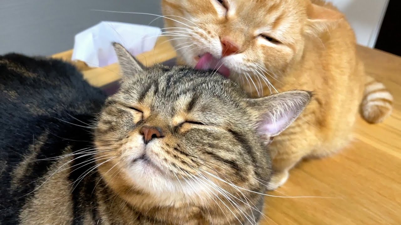 兄貴のニャンズエステを受けた弟の反応が…笑