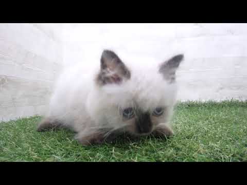 Coo&RIKU　No00680191 ヒマラヤン