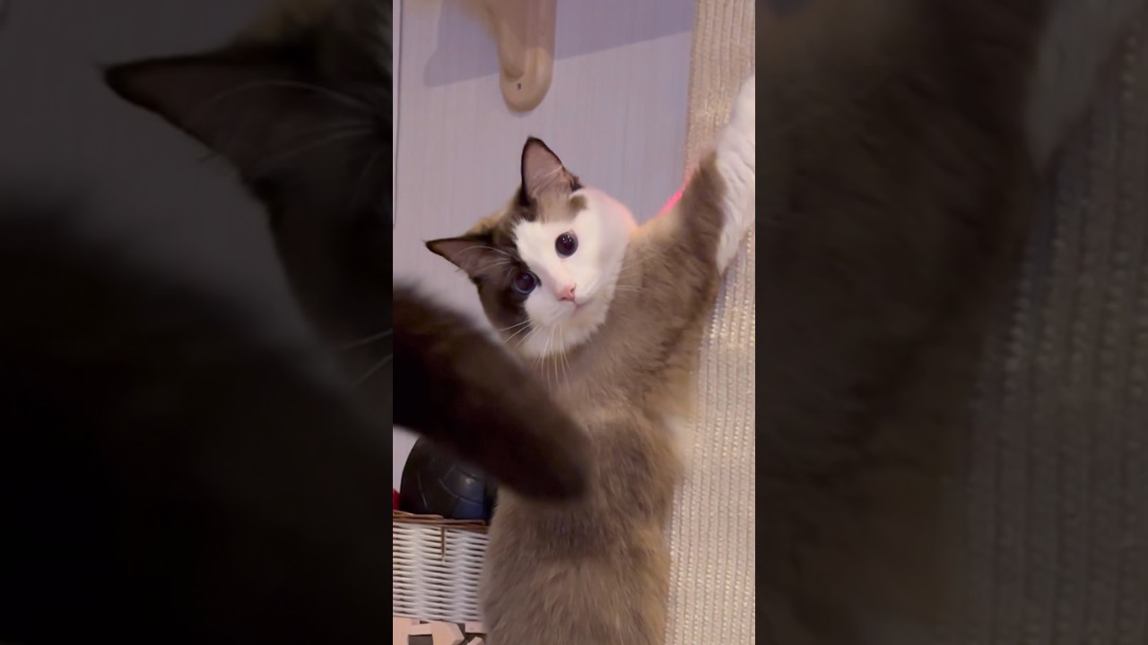【猫動画】音が止まった😈#猫#cat #ラグドール#アメリカンショートヘア #元気#かわいい