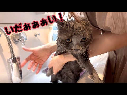猫シャンプーでガッツリ怪我したの初めてです…