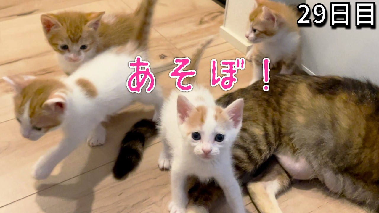 【子猫30日目】走る、抜け出す、暴れ出す！／末っ子＆女子の茶トラ組／おしっこできる？子猫用トイレ