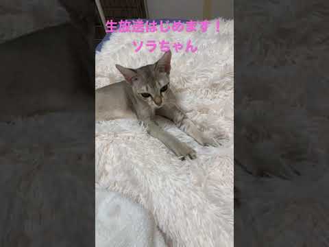 【ポケットからきゅんです】 #シンガプーラ ふみふみする子猫はソラちゃん！ #short
