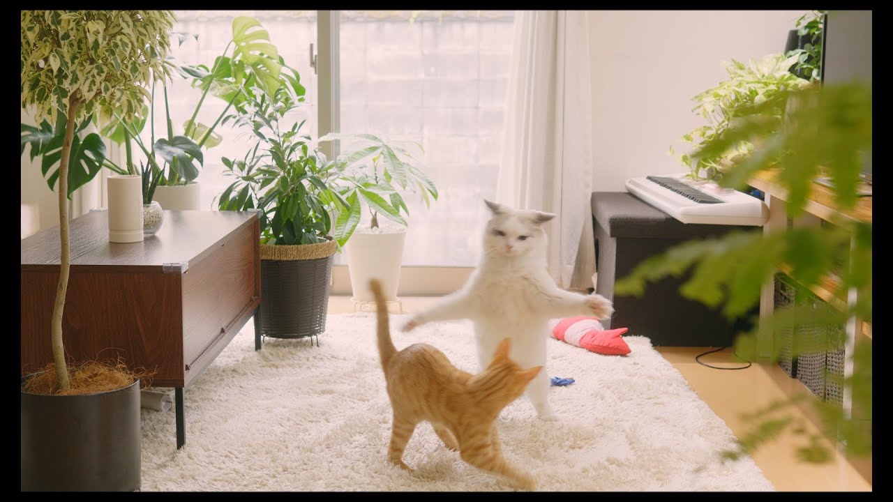 今日も猫が可愛い