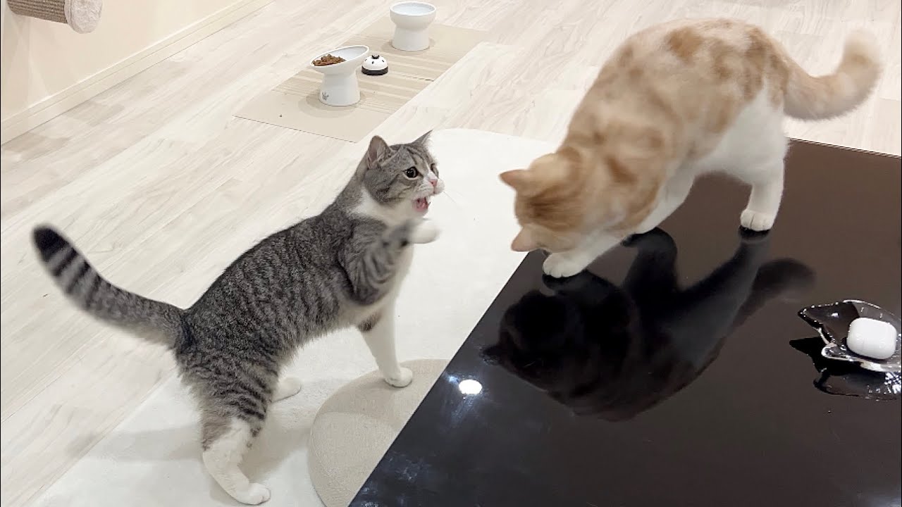 生まれて初めて本気で兄弟喧嘩しちゃった猫たちがこうなりました…汗
