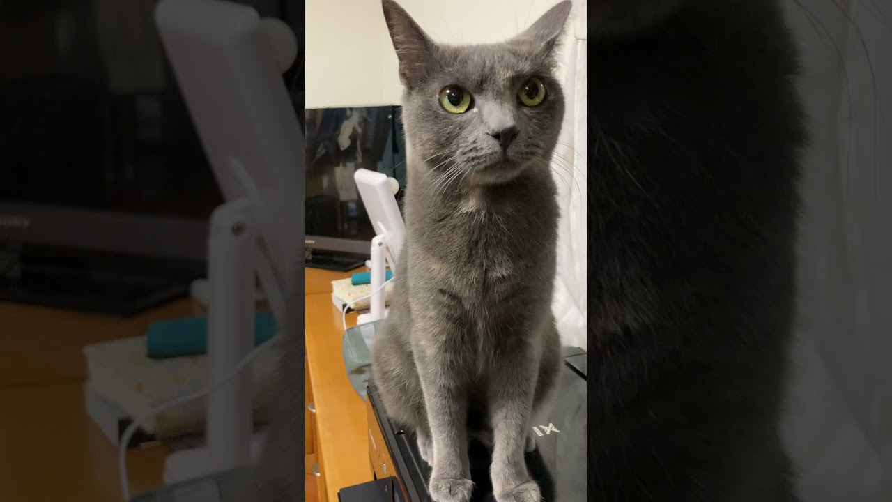 ピャンピャン鳴く猫