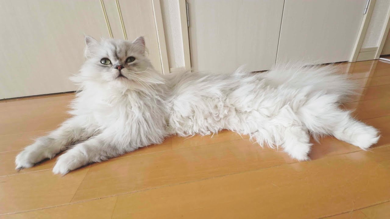 【ペルシャ猫】先住猫と仲良くなりたい猫が頑張って距離を縮めようとする姿が可愛すぎました