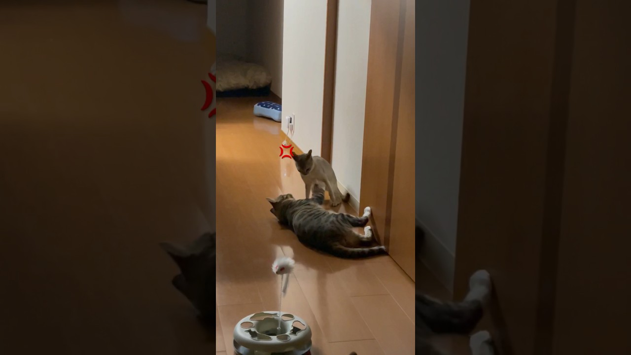 [無差別級] 猫がMMAデビューww🥊🐈