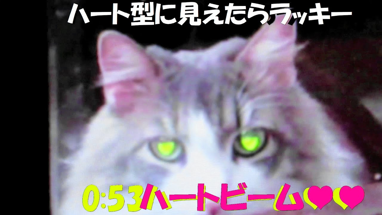 目指せモモ20歳～ミルクさんが修行して得た技とは🙀～0:53一瞬のハート型💛💛に注目✨＃NorwegianForestCat