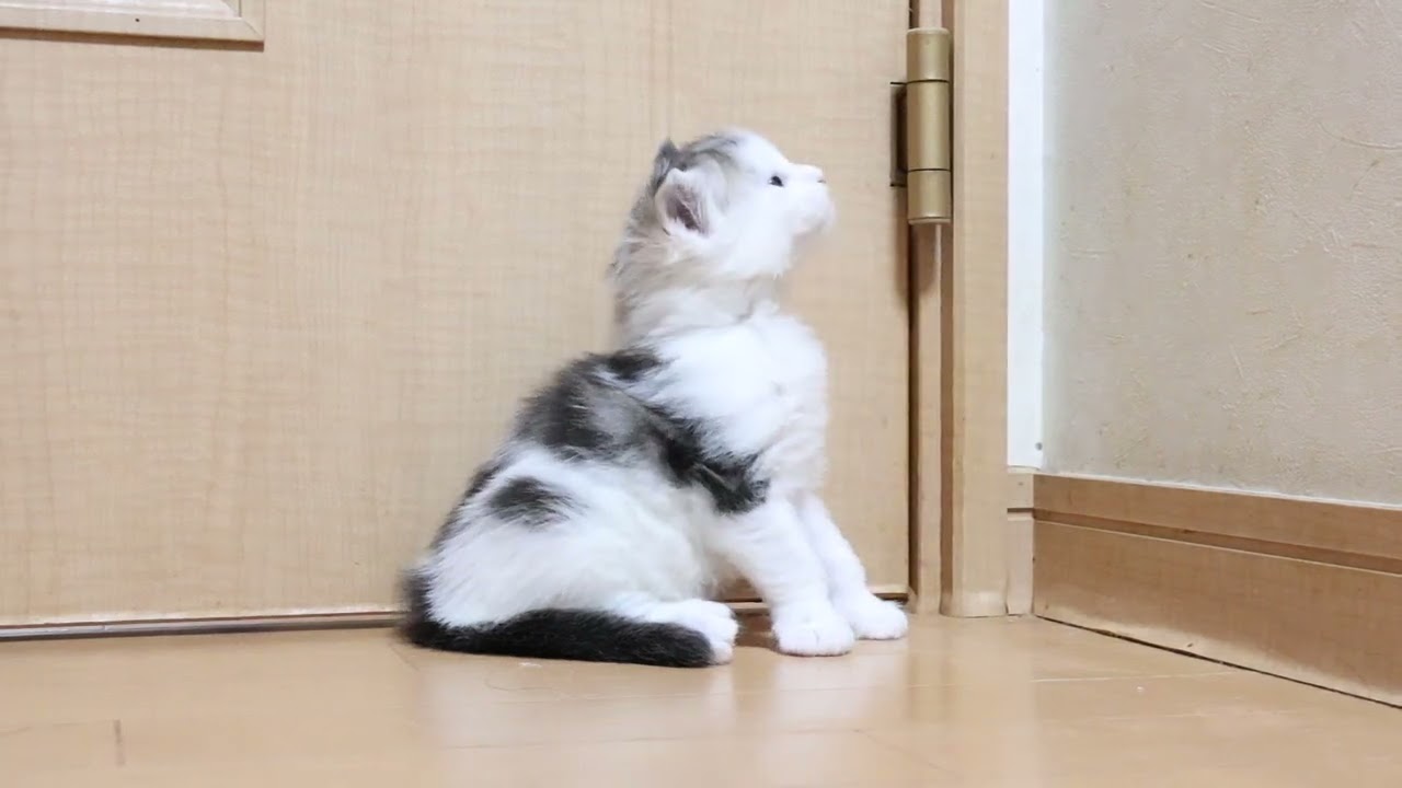 メインクーン子猫のルナ君生後1ヶ月
