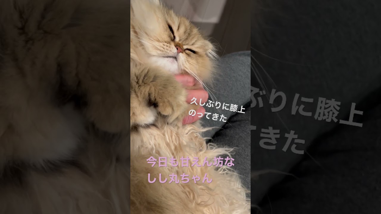 うちは男の子のほうが甘えん坊です #チンチラゴールデン #ネコ #ペルシャ
