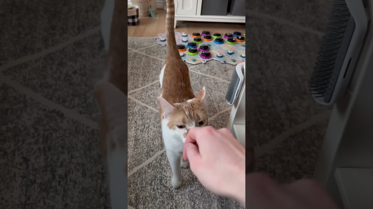 This One Made Me Laugh | CatManJohn #catmanjohn #cat #aiclearner #theycantalk