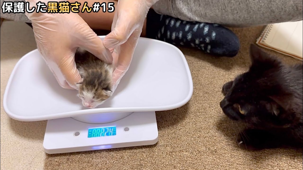 【生後3日目】子猫の成長が気になる元野良ママさん、一緒に見守ります