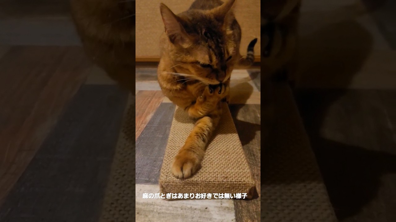 ほぼ初めての麻の爪とぎ#shorts #猫 #ベンガル