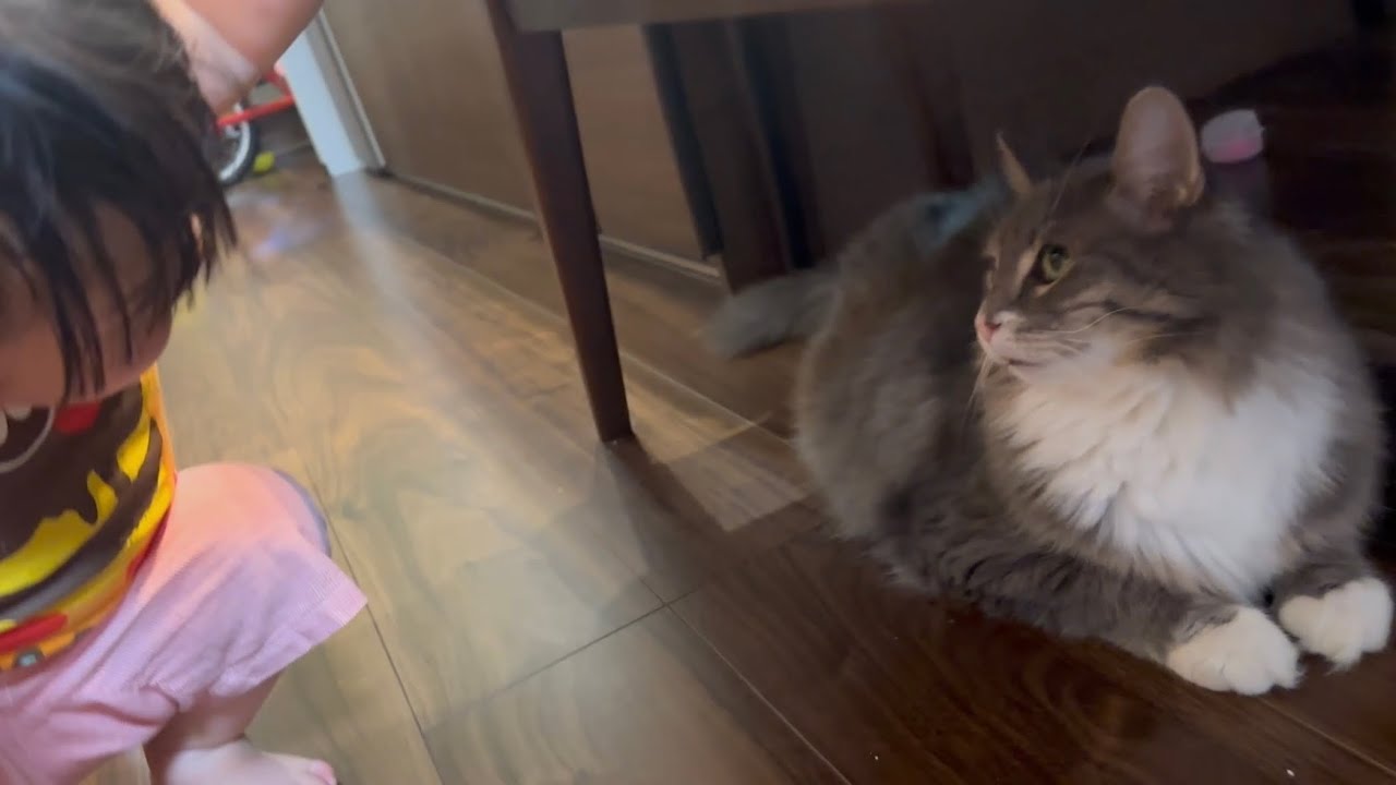 先を覗き込みながらゆっくり移動する猫　ノルウェージャンフォレストキャットA slow moving cat. Norwegian Forest Cat.