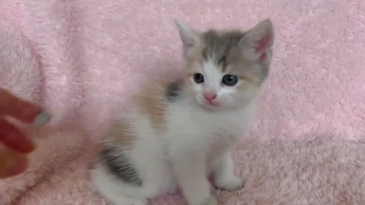 スコティッシュフォールド とってもかわいい女の子です❤️ ダイリュートキャリコ 立ち耳