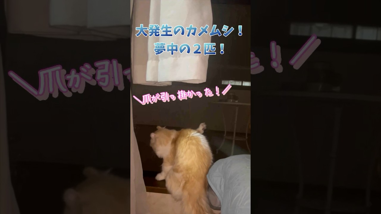 【キンカロー】爪が引っかかって慌てる毛玉【マンチカール】