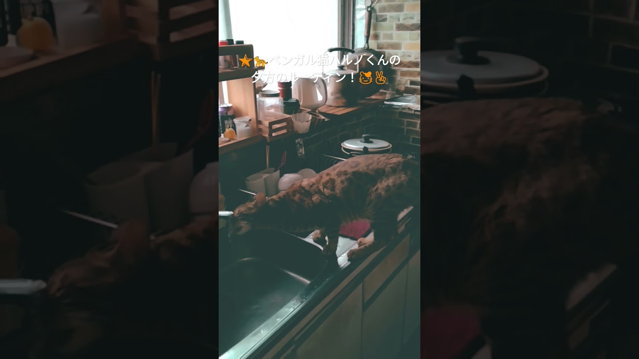 🌟🐆ベンガル猫ハルノくん！夕方のルーティン！目指せ４０万人（笑）（２０２４０６２０ー４） #ベンガル#bengalcat#short
