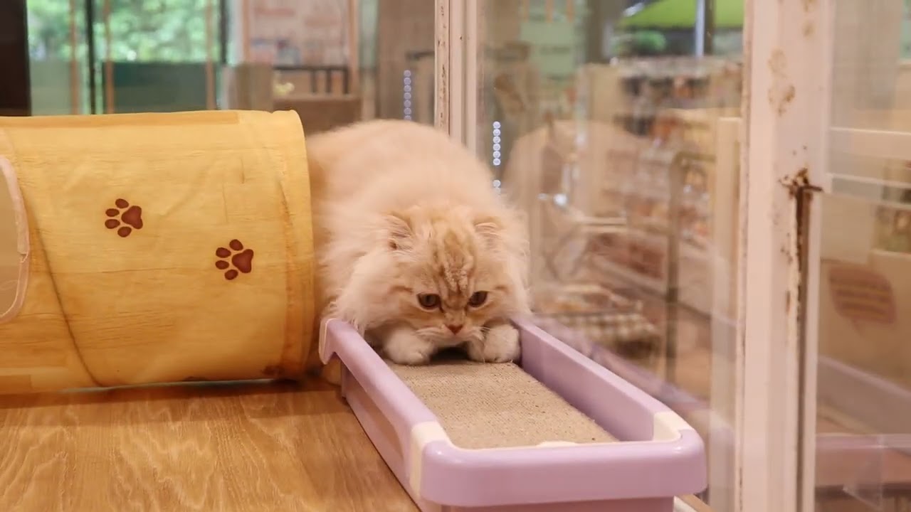 61117　スコティッシュフォールド