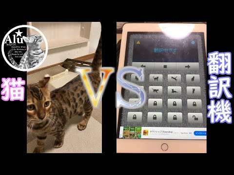 【ベンガル猫】猫語翻訳機で奇跡が