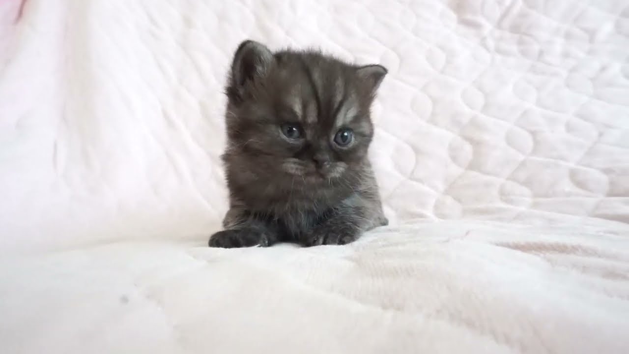 セルカークレックス子猫　2024.5.11産まれ 　ブラックスモーク　　男の子　Selkirk Rex　シーダキャット猫のお店