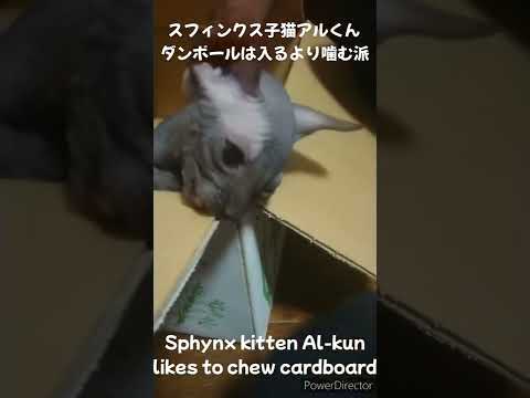 スフィンクス子猫アルくん　はじめてのダンボール＃shorts