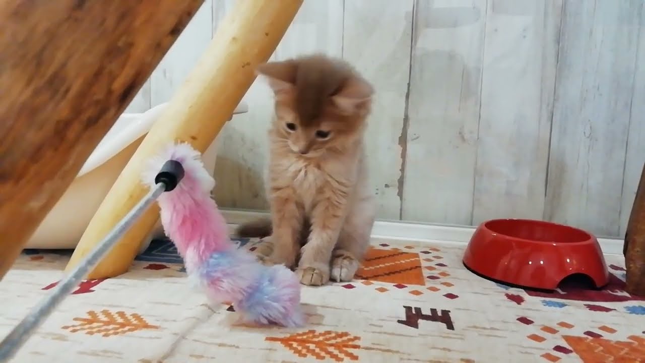 ソマリ　男の子　2024/04/20生まれ