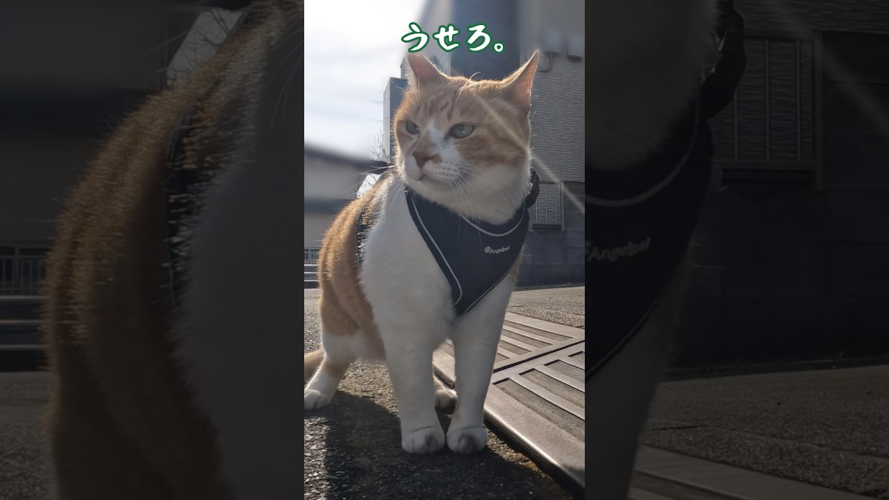 猫をひと睨みで退散させる猫武将 #元野良猫チャチャ#猫武将  #ネコ #ねこ #猫侍 #チャチャ