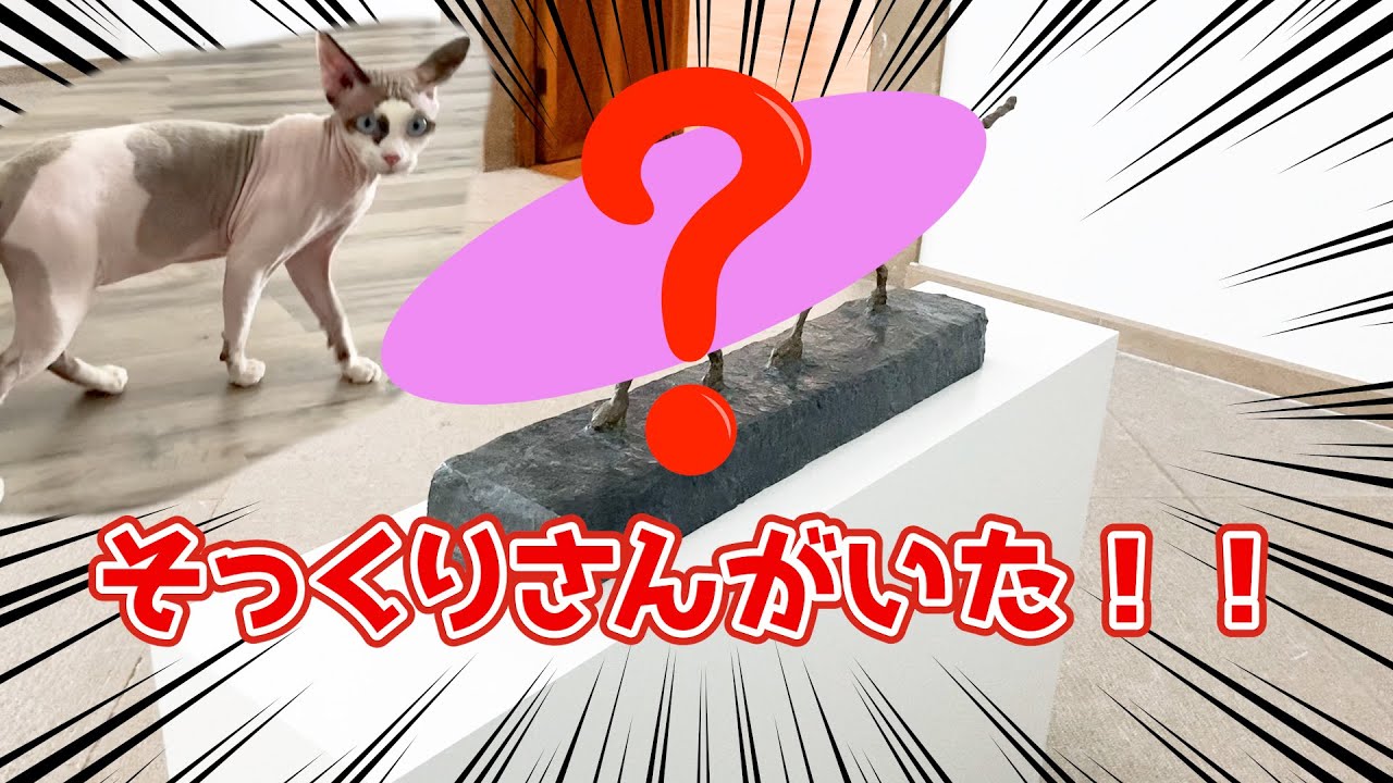 145:そっくりさんを発見！スフィンクス猫