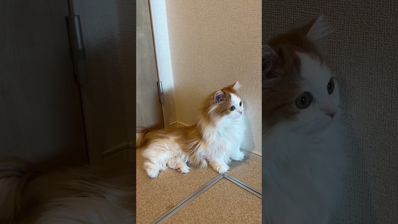 睡眠欲vs好奇心　#cat #ラガマフィン #ragamuffin #猫のいる暮らし
