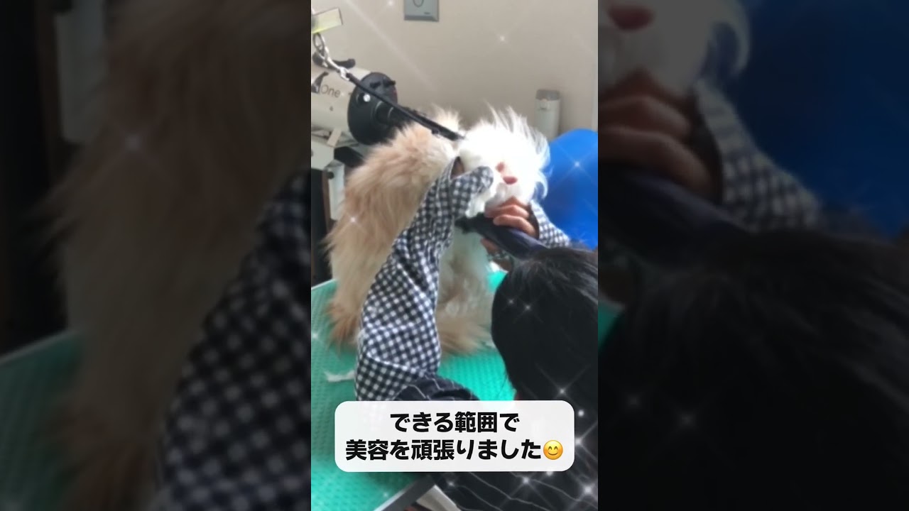 スコティッシュフォールド こむぎちゃん☆彡トリミング＋マイクロバブルご利用🐾#shorts